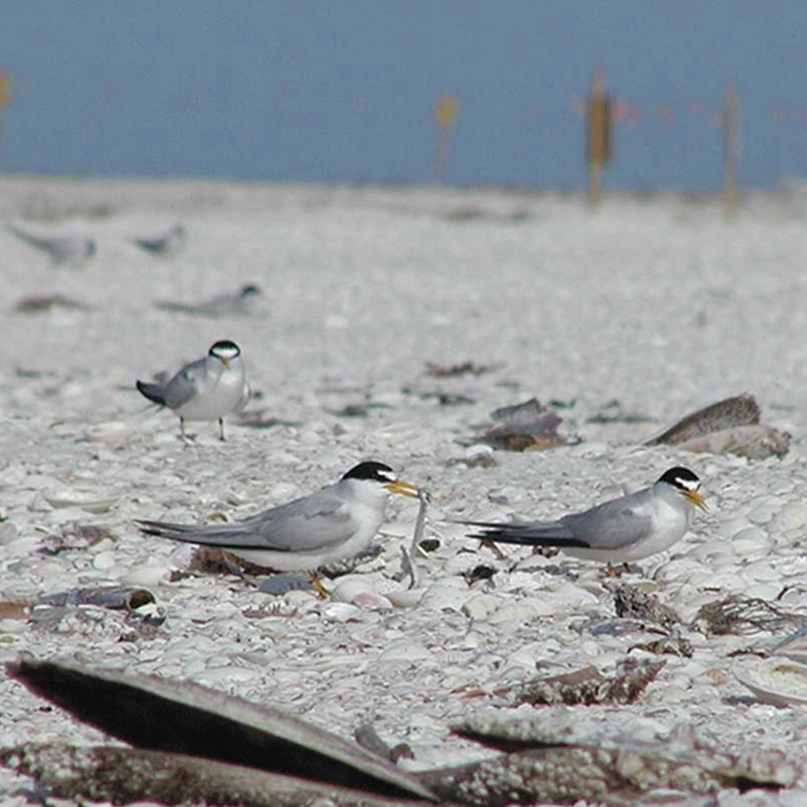 Second Chance Shell Bar at Cape Romano Florida
